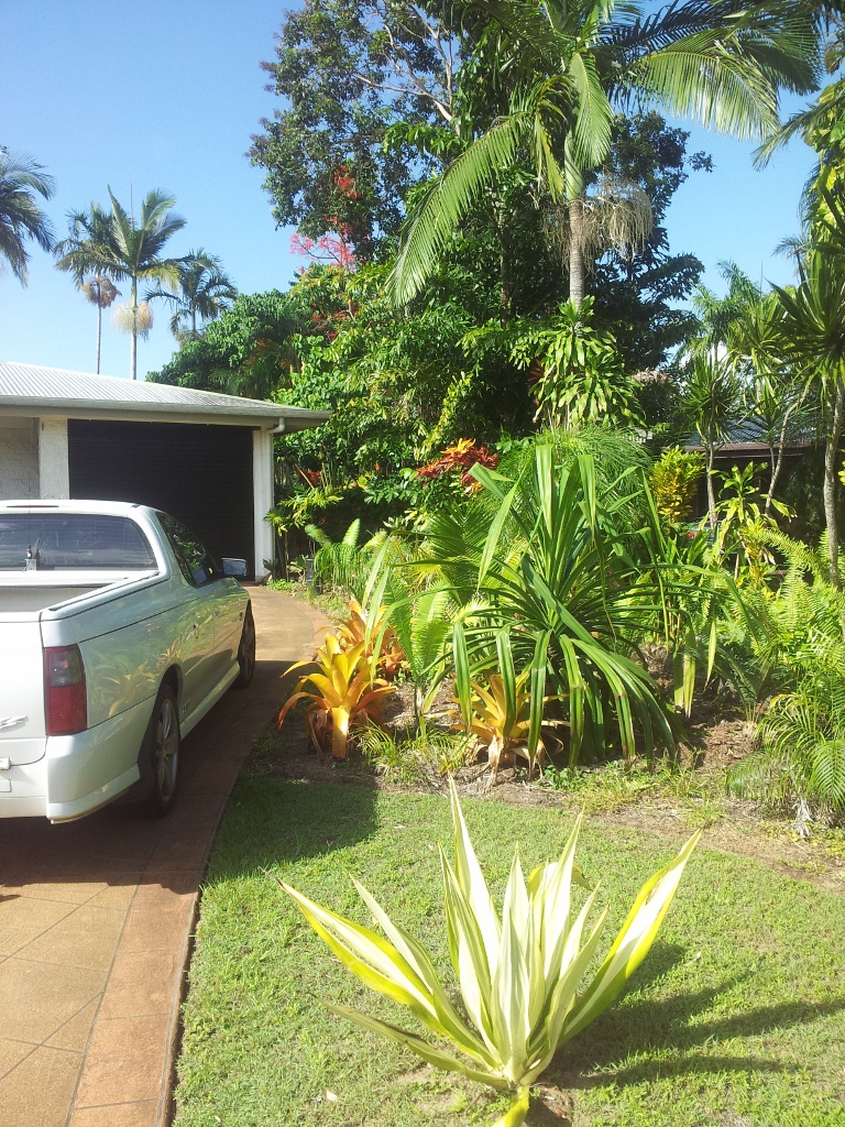 MY GARDEN. - DISCUSSING PALM TREES WORLDWIDE - PalmTalk